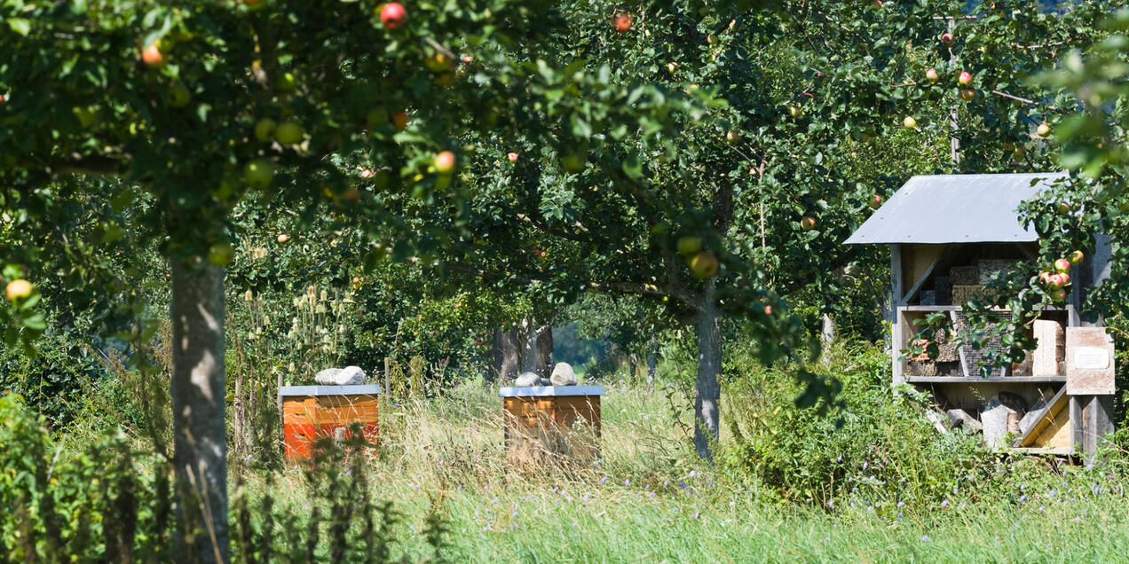 Meer natuur voor pittig fruit Hero