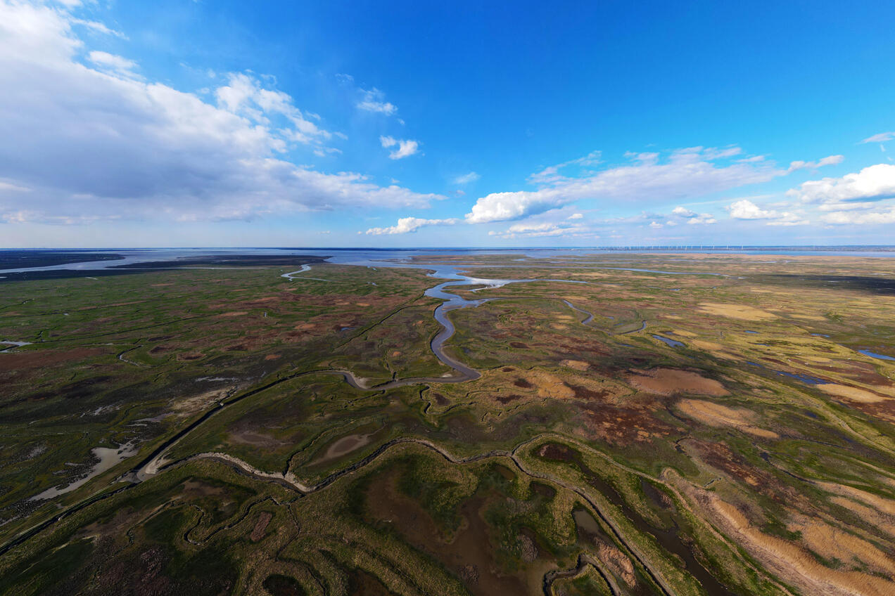 Panoramich zicht van Grenspark Groot-Saeftinghe
